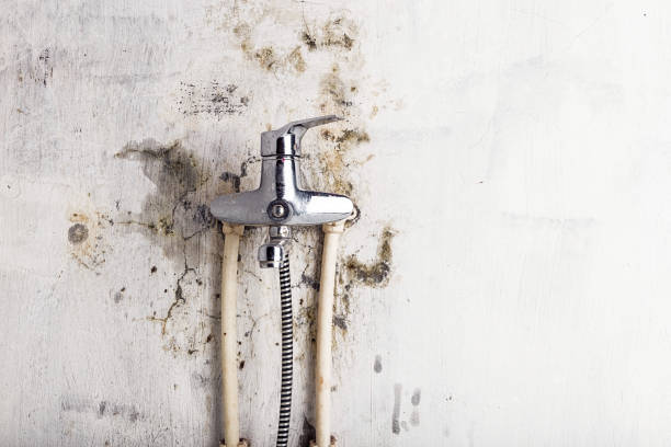 Best Mold Remediation for Specific Building Types in Palmetto, GA