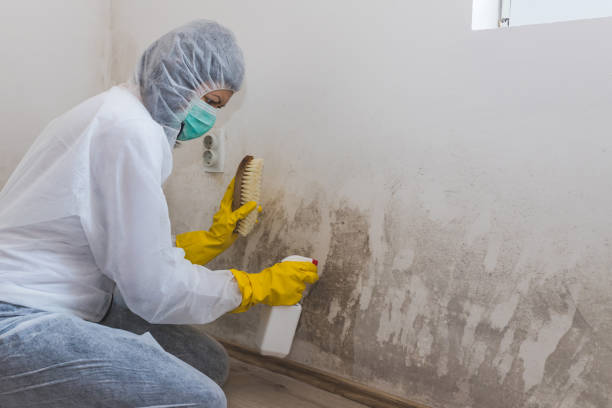 Professional Mold Remediation in Palmetto, GA