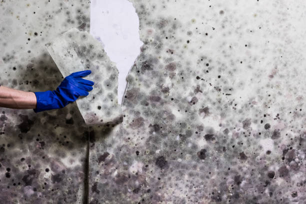 Best Post-Flood Mold Remediation in Palmetto, GA